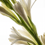 Tuberose Eau de Parfum