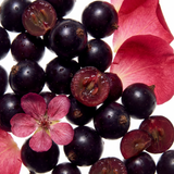 Rose & Black Currant Eau de Parfum