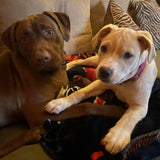 Doggie Shampoo - Rex & Regina