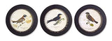 Melrose Modern Home Decorative Framed Bird Print (Set Of 3) 9.5 D Mdf
