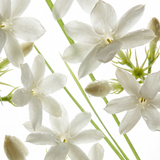 Green Grass & Jasmine Eau de Parfum