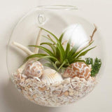 Rishabh Enterprises Glass Wall Hanging Glass Hydroponic Flower Planter Vase Terrarium Container 6Inch (Standard) + 200Grm Multi