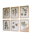 Kalalou Chh1133 Prints Under Glass, Clear