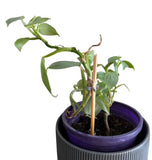 3D Cubes Kiwi Grape Stem Vine Clips Grape Ties Garden Plant Support Clips Holder Fruit Buckles Hooks Fixed Fork Vine Training Gr