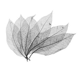 The Style Sutra 100Pcs Natural Magnolia Skeleton Leaf Leaves Card Scrapbook White|Crafts | Scrapbooking & Paper Crafts | Scrap