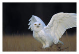 Snowy Owl Adult, Circumpolar Species, British Columbia, Canada-Paper Art-32,,X22,,