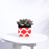 Ugaoo Square Rose Red Ceramic Pot Diameter 3.5 Inch | Ceramic Planter For Indoor Outdoor Plants | Flower Pot For Home, Office,