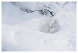 Arctic Fox Curled Up In The Snow, Churchill, Manitoba, Canada-Paper Art-50,,X34,,