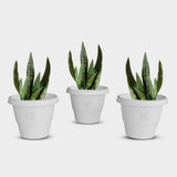 Yuccabe Italia Shera Rd 14 Inch Plastic Flower Pots Set Of 3 Pcs Round Shape Gamle Planters For Outdoor And Indoor Garden Plasti