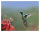 Green-Breasted Mango Hummingbird, Male Foraging, Costa Rica-Paper Art-30,,X24,,