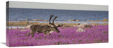 Caribou Male In A Field Of Fireweed, Hudson Bay, Canada-Canvas Art-30X13.5