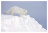 Arctic Fox On Snow Drift, Tundra, Arctic-Paper Art-38,,X26,,