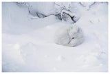 Arctic Fox Curled Up In The Snow, Churchill, Manitoba, Canada-Paper Art-62,,X42,,