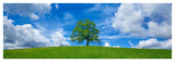 Oak And Clouds, Bavaria, Germany-Paper Art-56,,X20,,