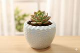 Shriyam Craft Ceramic Plant Pot Flower Pot Planter Indoor Outdoor Round Shape (Round Plant Pot Pack Of 4)
