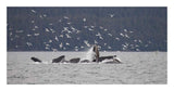 Humpback Whale Bubble Net Feeding Near Juneau With Seagulls Stealing Fish, Alaska-Paper Art-26,,X14,,