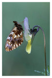 Weaver'S Fritillary Adult On Pansy Europe-Paper Art-26,,X38,,