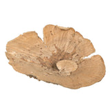 Vickerman Natural Botanicals 4-6 Sponge Mushroom, Medium. Includes 50 Pieces per Pack.