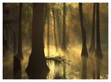 Bald Cypress Grove In Freshwater Swamp At Dawn, Lake Fausse Pointe, Louisiana-Paper Art-42,,X32,,