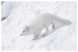 Arctic Fox On Snow Drift, Tundra, Arctic-Paper Art-62,,X42,,