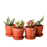 The Handicraftian Hexane Planter Set With Plate | For Home Decoration Flower Pot 4.5 Inch Small (Pack Of 2)