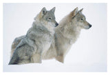 Timber Wolf Portrait Of Pair Sitting In Snow, North America-Paper Art-20,,X14,,
