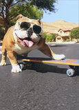 Bulldog/Sunglasses/Skateboard Avanti Funny Dog Birthday Card