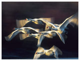 Mute Swan, Munich, Germany-Paper Art-50,,X38,,