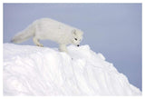 Arctic Fox On Snow Drift, Tundra, Arctic-Paper Art-50,,X34,,