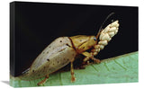 Tortoise Beetle Eye To Eye With Eggs SheS Guarding, Panama-Canvas Art-24X16