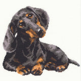 Riolis - Dachshund 906, Dogs Cross Stitch Kits 9,84 X 9,84, Counted Cross Stitch Kits, Counted Cross Stitch Kits For Beginne