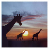 Giraffe Trio At Sunrise, Masai Mara, Kenya, Composite Image-Paper Art-32,,X32,,