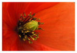 Long-Headed Poppy, Netherlands-Paper Art-38,,X26,,