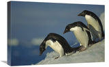 Adelie Penguin Commuting To Sea Over Ice Apron, Cape Hallet, Ross Sea, Antarctica-Canvas Art-24X16