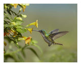 Andean Emerald Hummingbird Feeling On Yellow Flower, Ecuador-Paper Art-22,,X18,,