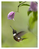 Purple-Throated Woodstar Hummingbird Hovering Near Bougainveillea Flower, Ecuador-Paper Art-14,,X18,,