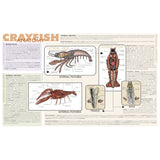 Frey Scientific Crayfish Dissection Mat, 9-3/4 X16 In