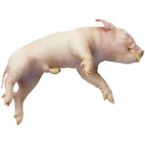 Frey Scientific Choice Preserved Fetal Pig, Double Injected, 7 To 11 Inches