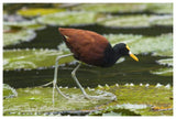 Northern Jacana Foraging On Lily Pads, Costa Rica-Paper Art-62X42