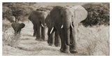 Herd Of African Elephants, Kenya-Paper Art-50,,X26,,