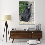 Black Bear Cub Leaning Against Tree, Orr, Minnesota-Paper Art-42,,X62,,
