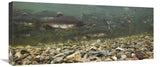 Pink Salmon Swimming During Migration, Indian River, Sitka, Alaska-Canvas Art-30X13.2
