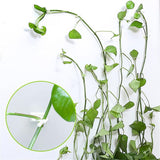 SunrayS Plant Clips For Creepers Super Sticky Original Made In India Stick At Everywhere (Pack Of 30 Clips)