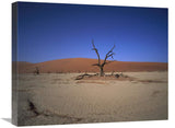 Camelthorn Snag On Desert Pan, Namib-Naukluft National Park, Namibia-Canvas Art-24X20
