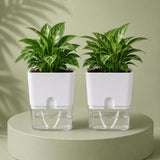 Casa De Amor Self Watering Pots For Indoor Plants | Home Decor, Living Room, Kitchen, Bedroom, Table Top, Office, Gifting | Plan