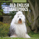 Red Robin 2026 Old English Sheepdogs Monthly Wall Calendar | 12 x 24 Open | Premium Thick & Sturdy Paper | Hangable 12 Month Cal