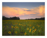 Common Sunflower Field Near Flint Hills National Wildlife Refuge, Kansas-Paper Art-22,,X18,,