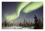 Northern Lights Or Aurora Borealis Over Boreal Forest, North America-Paper Art-26,,X18,,