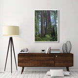 Old Growth Forest Of Coast Redwood Stand Del Norte Coast Redwoods State Park, California-Paper Art-38,,X50,,