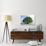 English Oak In Autumn, Europe, Asia And North Africa Introduced Into North America-Paper Art-38,,X26,,